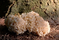 Grote sponszwam (Sparassis crispa) 10-2015 4164